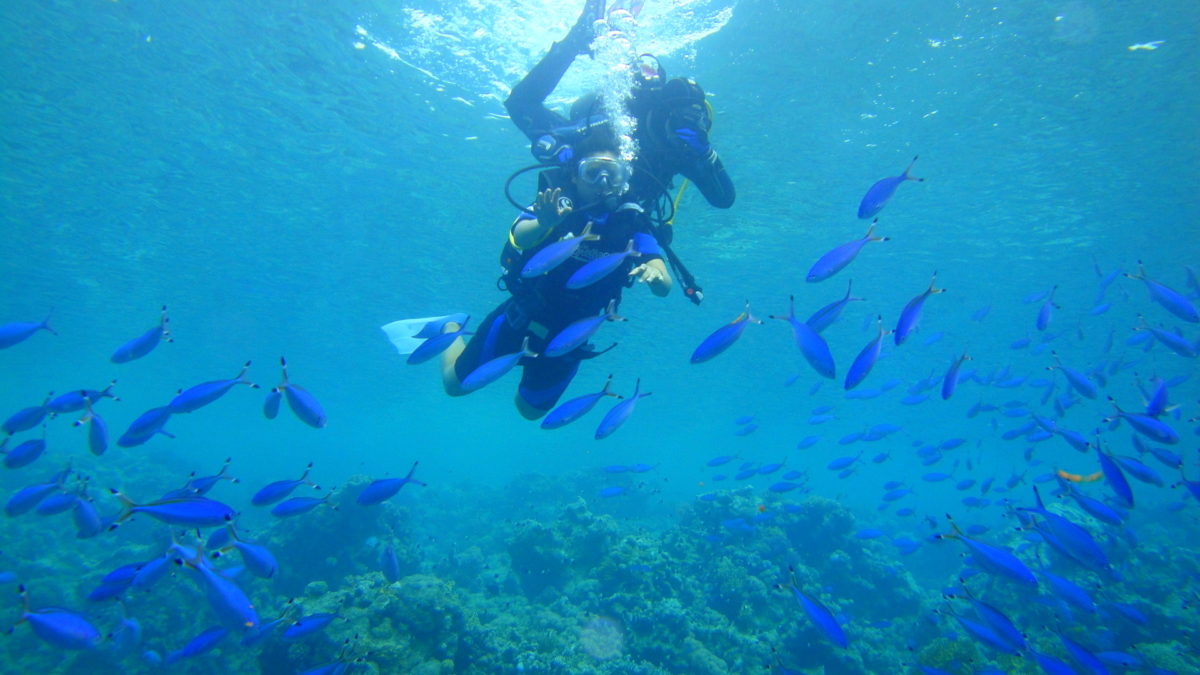 SHARM- EL- SHEIKH: An unforgettable diving experience in the red coral reefs!